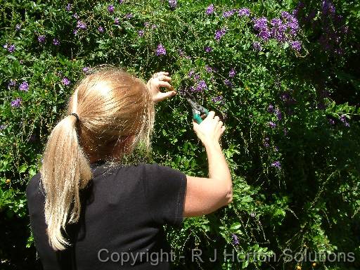 Duranta Clipping 